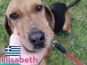 Elisabeht, 01/21 - sportliche junge Hündin sucht aktive Familie