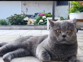 Britische Kurzhaar kitten