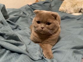 ,,, Britische Kurzhaar kitten