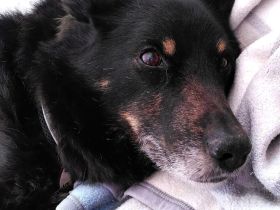 Gnadenplatz für Jargo gesucht - Geborgenheit und ein Körbchen