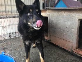 Gnadenplatz für Jargo gesucht - Geborgenheit und ein Körbchen