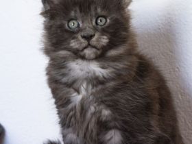 Maine Coon Kätzchen