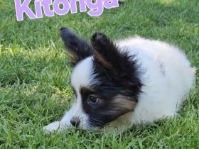 Papillon Welpen suchen ihre neue Familie