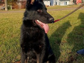 Junger Deutscher Schäferhund 6 Monate, schwarz mit Abzeichnen