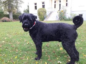 Schwarzer Russischer Terrier gesucht