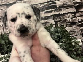 Dalmatiner Mix Welpen abzugeben