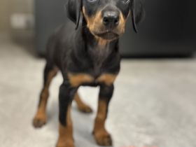 Dobermann-Aussie-Designerhundewelpen