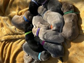 Zuckersüße Labrador Welpen !