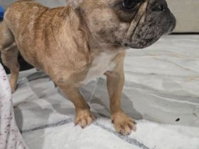Französische Bulldogge,Tinkerbell sucht ihre Familie