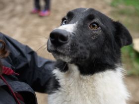 Der schöne Hans sucht ein Zuhause