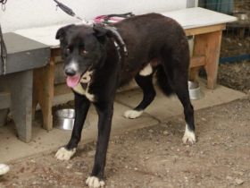 freundlicher Bombay sucht ein liebevolles Zuhause