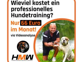 Professionelles Hundetraining – Persönlich oder auch via Videoanalyse