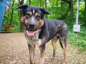 Schmusebär Pyros sucht seine Menschen