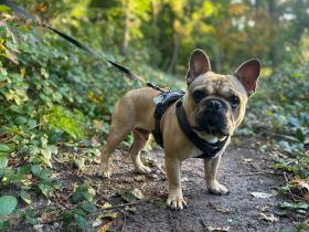 Deckrüde Hajo (kein Verkauf)