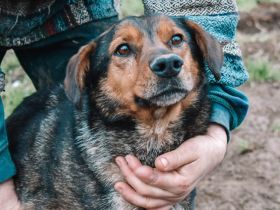 Socke sucht seine Familie