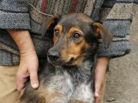 Socke sucht seine Familie