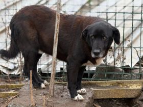 Mojo sucht ein emphatisches, liebevolles Zuhause!