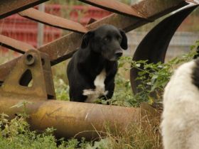 Mojo sucht ein emphatisches, liebevolles Zuhause!