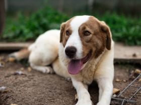 Süße, schlaue Lissy möchte endlich ankommen und sucht ihr Für-Immer-Zuhause.