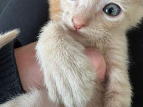 Cornish Rex Mix Kitten