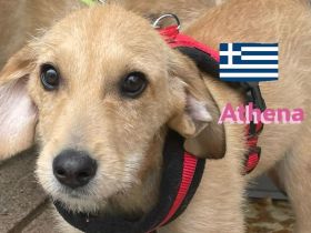 Amon, Argos und Athena, 12/24 - suchen aktive Menschen