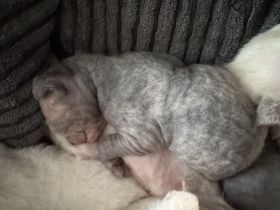Sphynx/Cornish Rex kitten mit Tasthaaren