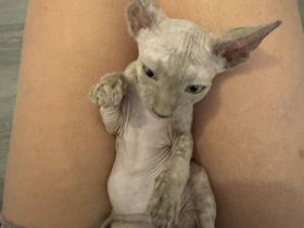 Sphynx/Cornish Rex kitten mit Tasthaaren