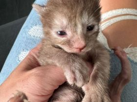 Sphynx/Cornish Rex kitten mit Tasthaaren