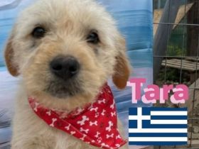 Talia und Tara, 01/25 - 2 Wuschelköpfe auf der Suche nach ihren Familien
