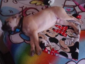 Französische Bulldogge