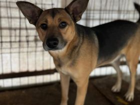 Treue Seele Soare sucht ein Zuhause voller Geduld und Liebe