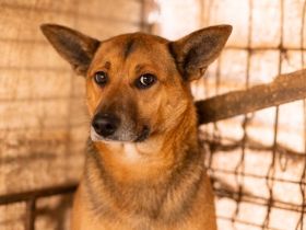 Treue Seele Soare sucht ein Zuhause voller Geduld und Liebe