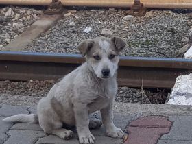 Ayliva- die kleine Entdeckerin🐶⭐️