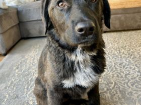 Dorea- die sanfte Seele, mit einem Herz aus Gold🍀💕