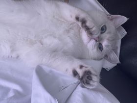 Bkh Silver Shaded Kater