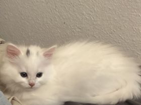 Baby Katze zu verkaufen