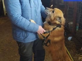 Notfall - schlimmes Schicksal --- großes Glück gesucht!