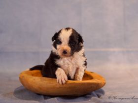 Australian Shepherd Welpen
