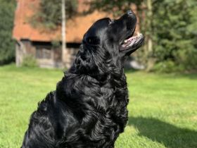 Traumhafter Labrador Deckrüde steht ab sofort zur Verfügung