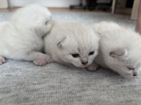 Britisch Kurzhaar kitten