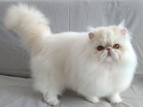 verschmuster Perserkater