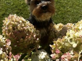 Yorkshire Terrier Deckrüde (kein Verkauf)