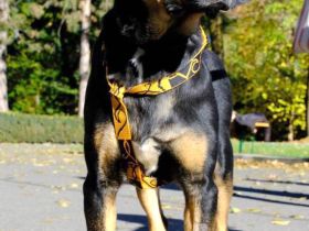 Nadir möchte zum treuen Begleiter heranwachsen