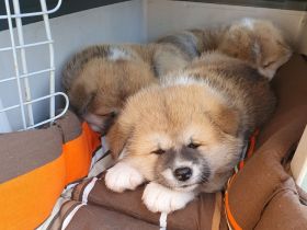 Wunderschöne Akita Inu Welpen