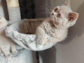 Britisch Kurzhaar  3 Monate! Mit Impfung und Entwurmung!