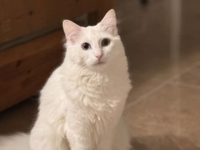 Türkische Angora Katze