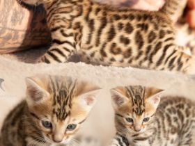 Exklusive zauberhafte Bengal Kitten Katzen Kätzchen mit Ahnentafel