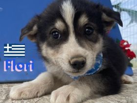 Flocke, Frieda, Flora, Felix, Flori, Floyd, Finn und Falko, 02/25-Unsere F-Welpen suchen ein Zuhause