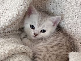 Süße BKH-Babykatze sucht liebevolles Zuhause