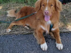 NOVA SCOTIA DUCK TOLLING RETRIEVER